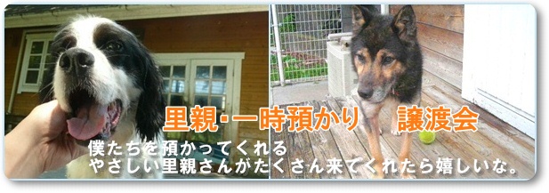 福島県内で保護した犬の里親譲渡会を開催